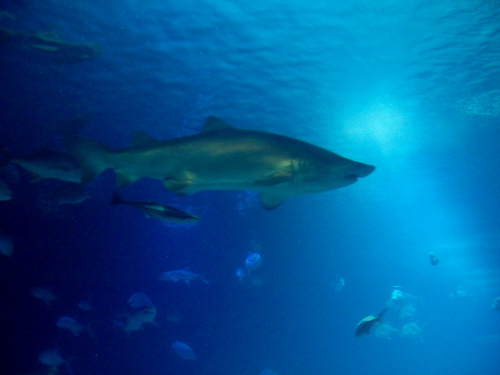 L'Oceanogràfic Center.